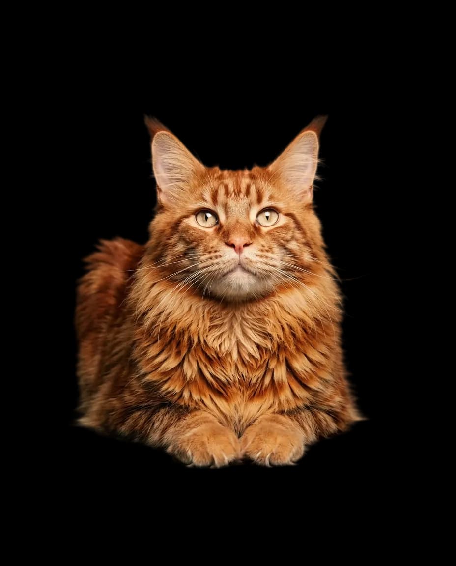 Portrait de Brasier, Red classic tabby, étalon