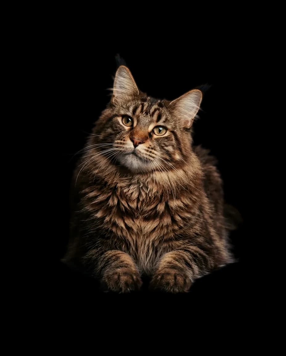 Portrait de Cuivre, Brown classic tabby, étalon