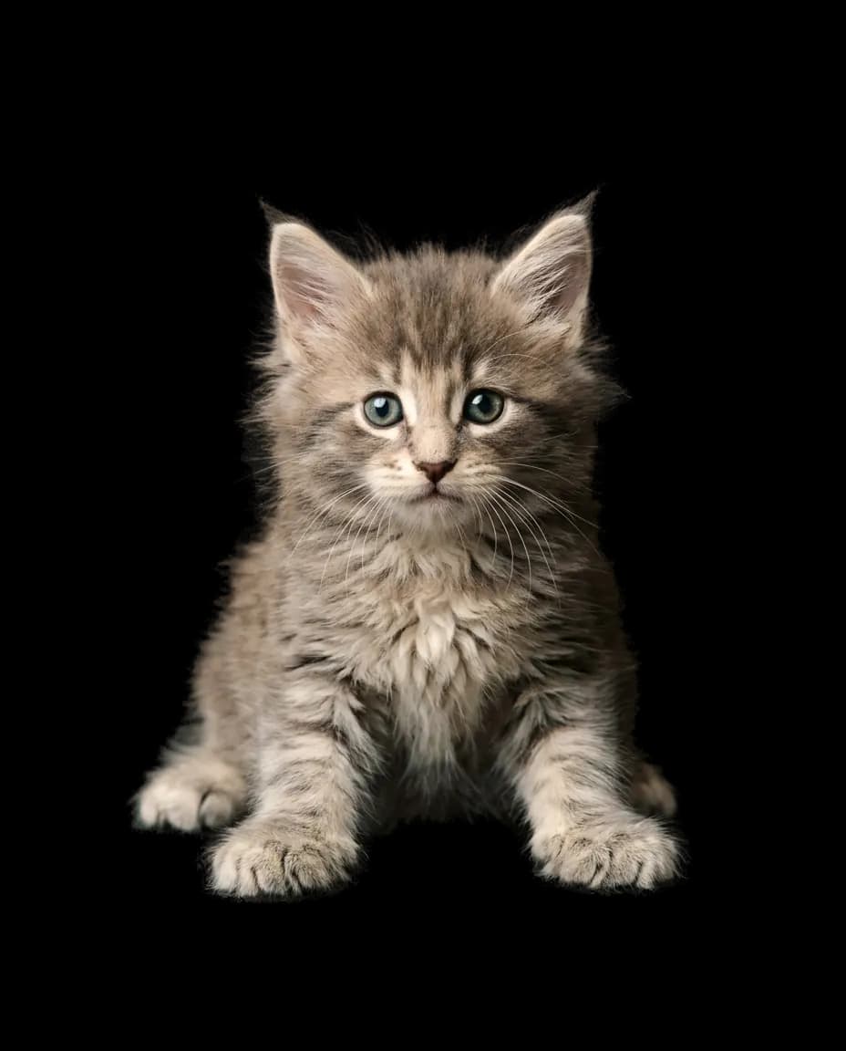 Chaton Hadrien, Noir solide