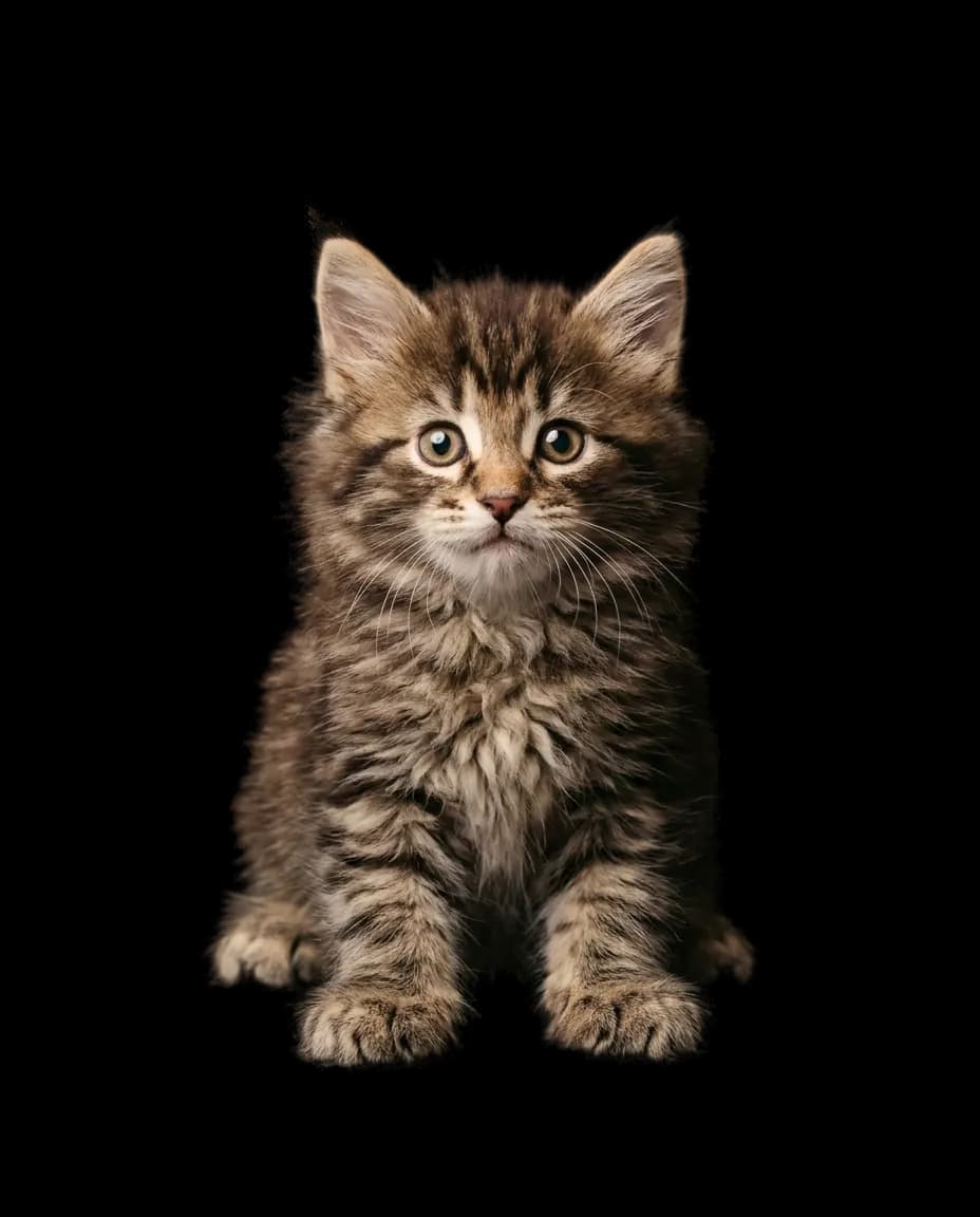 Chaton Hespérus, Brown tabby