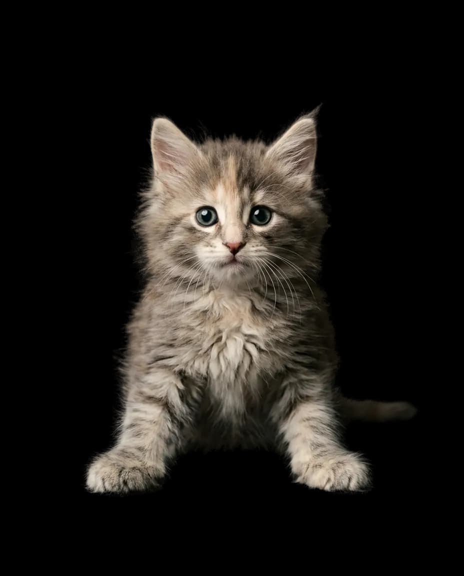 Chaton Halcyon, Silver shaded