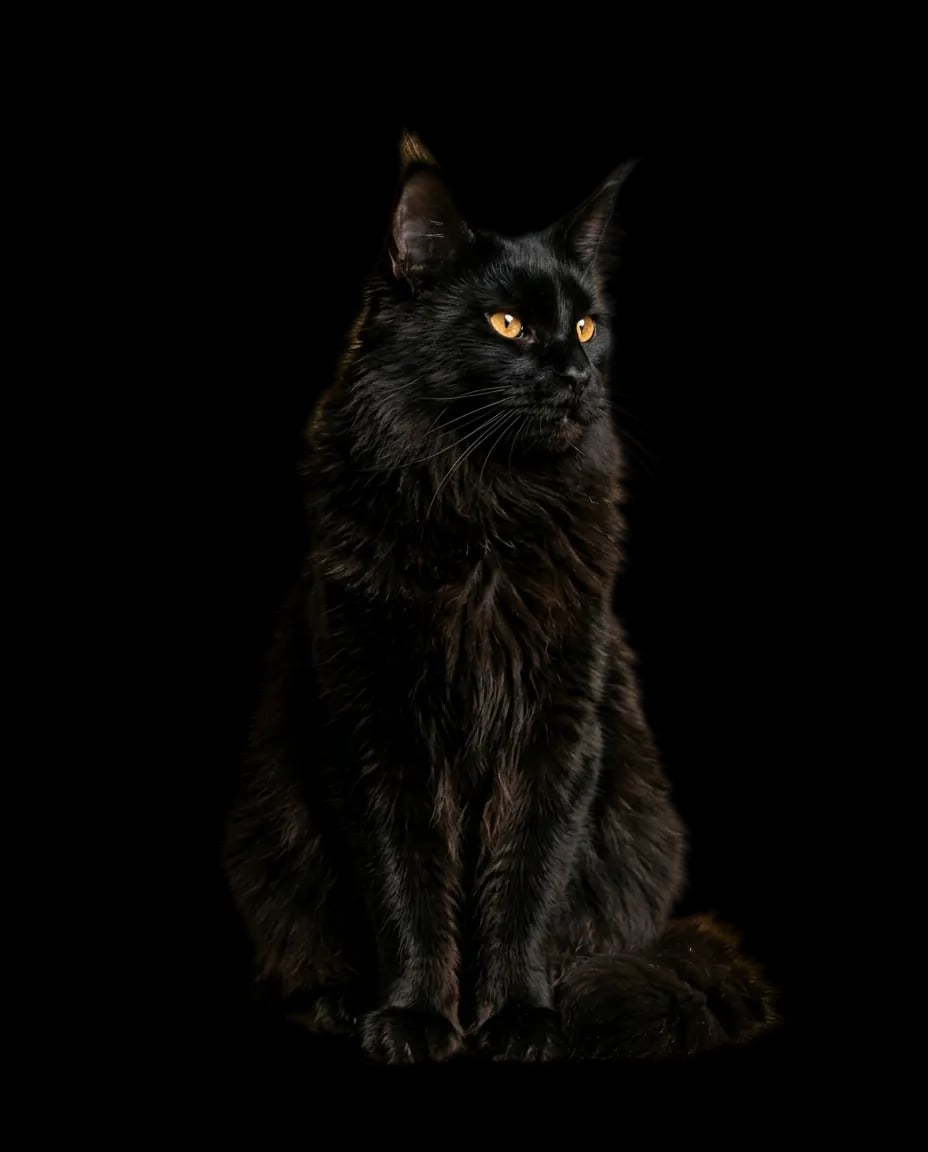 Onyx, étalon Maine Coon noir, port noble dans la lumière du soir