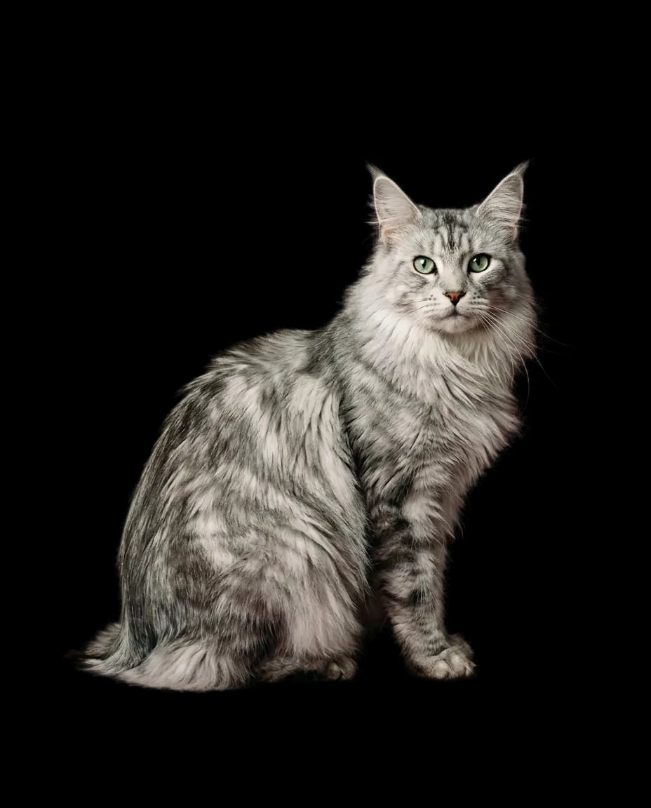 Portrait éditorial de Cendre, Silver tabby